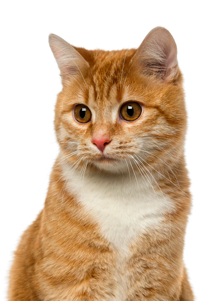 krmiva-pro-kocky-sundaypets