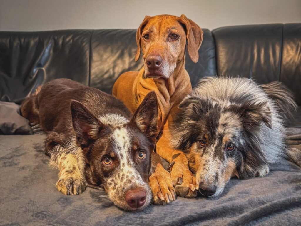 Sunday pets recenze Skýpalová